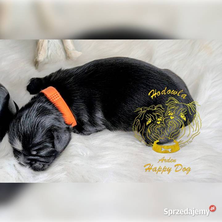 Szczenięta shih tzu Zawiercie