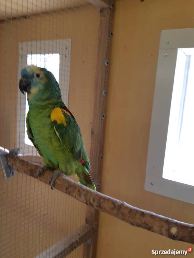 Oratrix barwinka senegalka Trojanów sprzedam