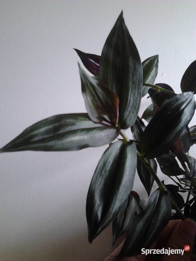 Tradescantia multicolor trzykrotka ciekawa