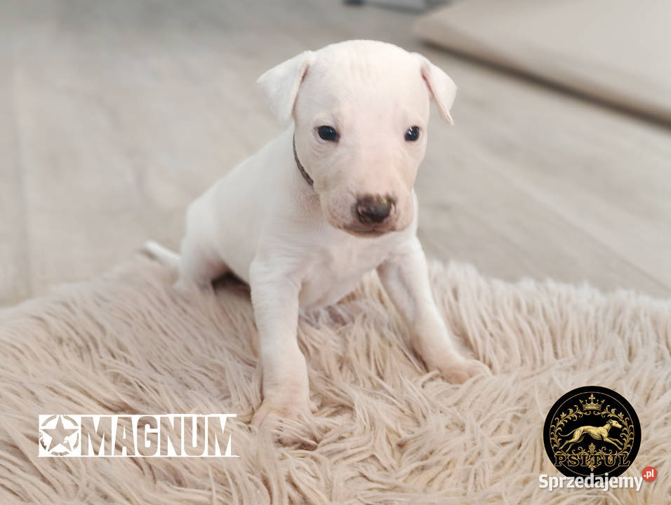 MAGNUM Whippet na sprzedaż piękne rasowe zdrowe Poznań