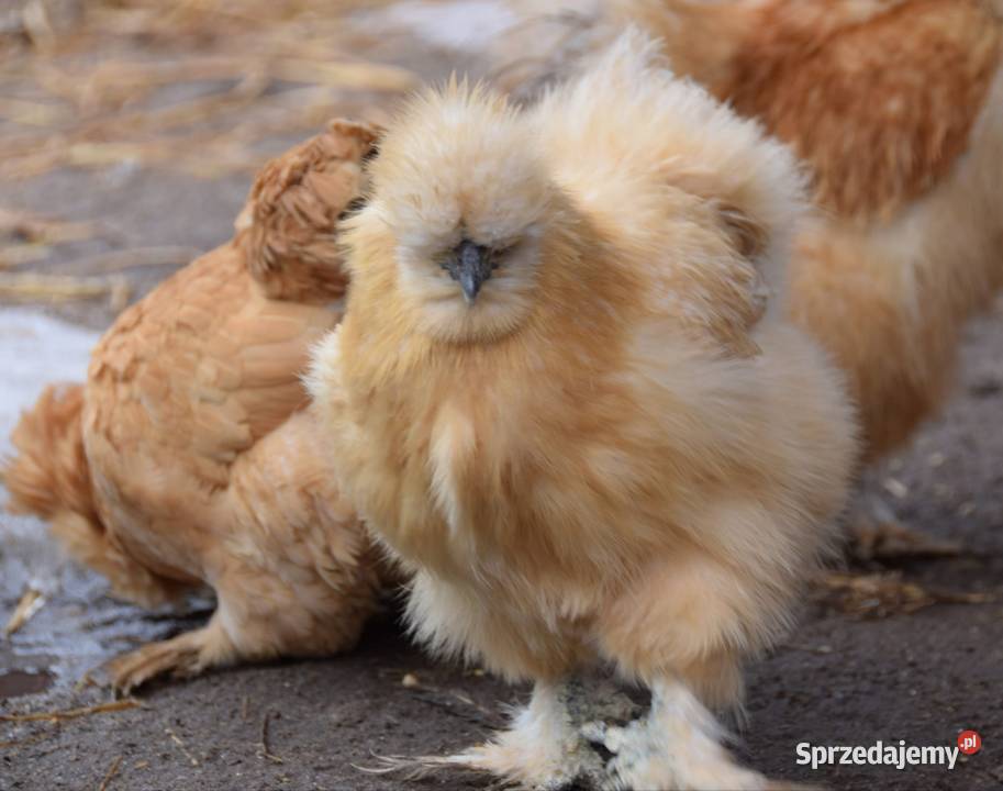 Jajka lęgowe silki usa Łochów