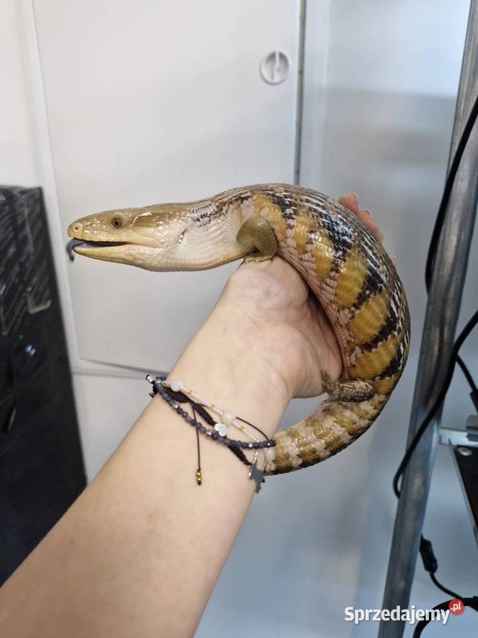 Scynk Olbrzymi Tiliqwa scynkowa Tiliqwa Gigas Oława