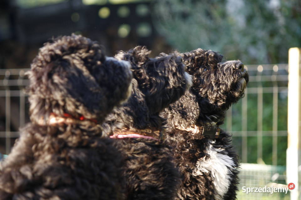Szczeniak rasy Barbet Francuski Pies Dowodny nie Poznań