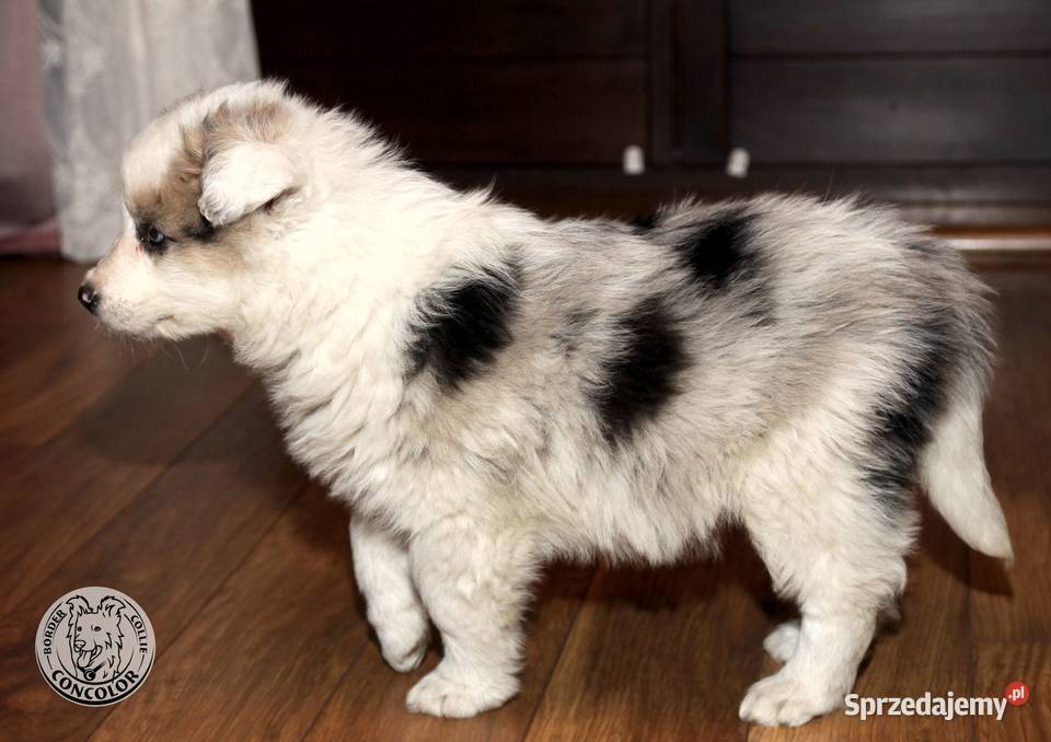Border Collie coli szczeniak Blue Merle tricolor Jastrzębia