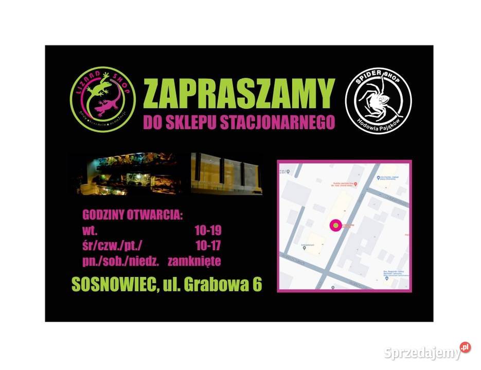 PĘSETA miękka prosta LIZARD shop Terrarystyka śląskie Sosnowiec