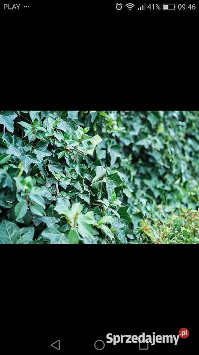 sosna klon wierzba grab jarzębina brzoza katalpa Puławy