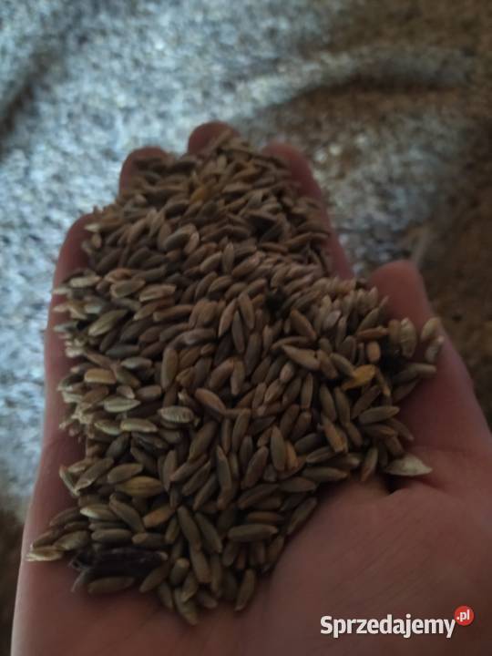 Sprzedam pszenicę i żyto