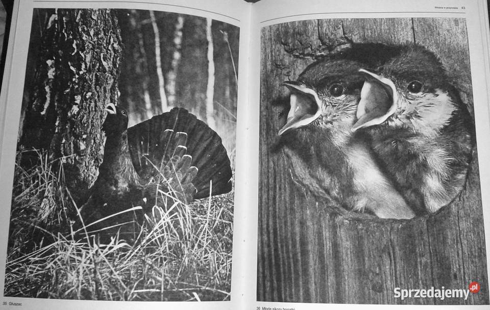 Film i fotografia Włodzimierz Puchalski