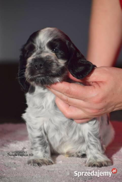 Cocker Spaniel AngielskiPiesek o Imieniu małopolskie Nowy Sącz sprzedam