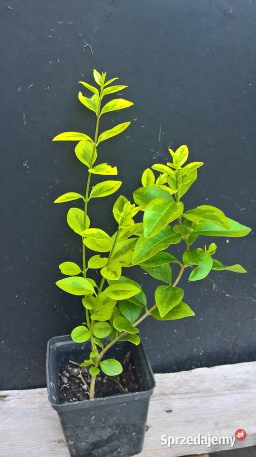 Ligusrt Aurea Variegata mazowieckie Mszczonów