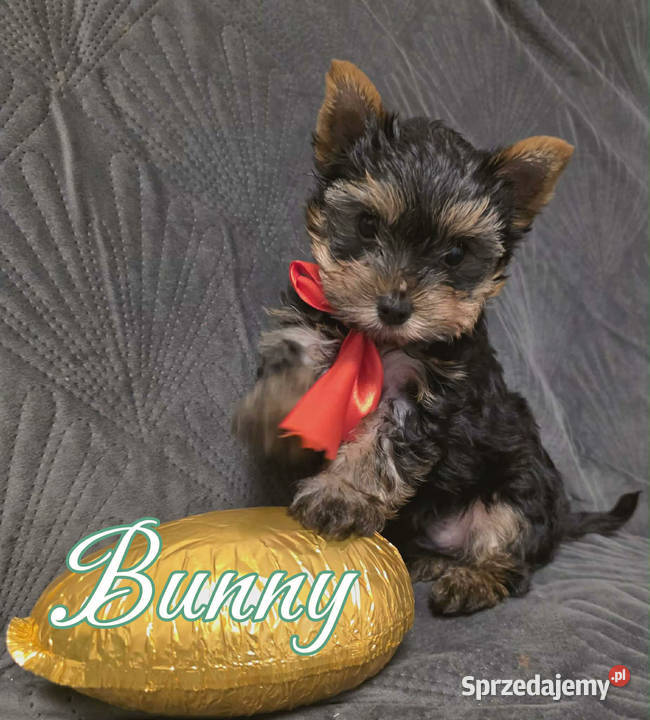 YorkShire Terier piękne szczenięta