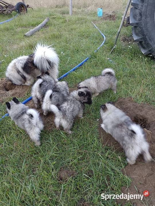 Szpic wilczy volfspitze szczeniaki zkwp fci Niemodlin