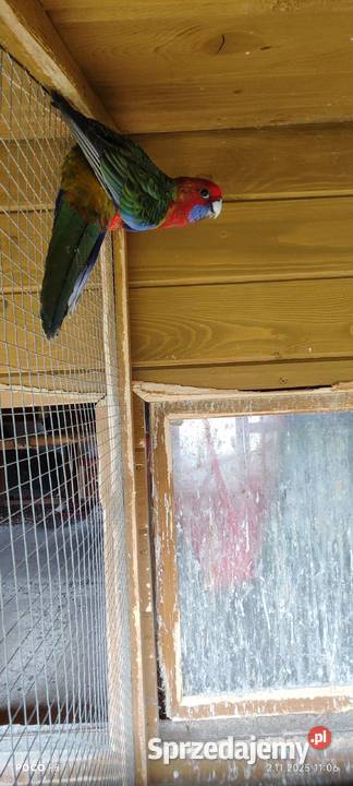 Rozelle królewskie śląskie sprzedam