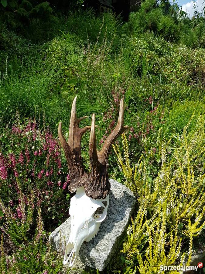 Kopie parostków KRZYSTKOWICE CIC 20147 Pozostałe Pozostałe śląskie