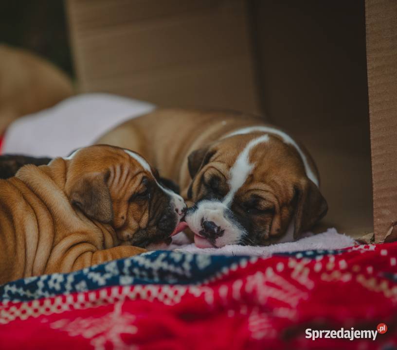 Sprzedam szczeniaki rasy Amstaff z rodowodem Amstaff