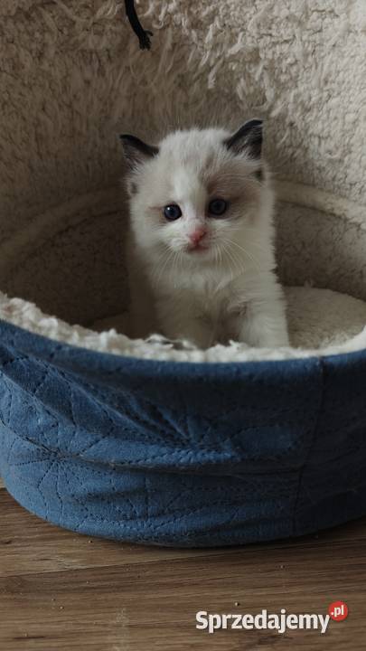 Cudowne kociaki Ragdoll Championie FPL rodowód Ragdoll
