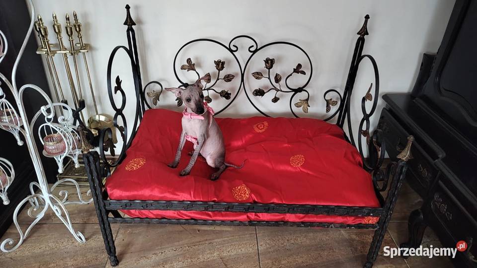 Nagi Pies Meksykański XOlO Champion Radomsko