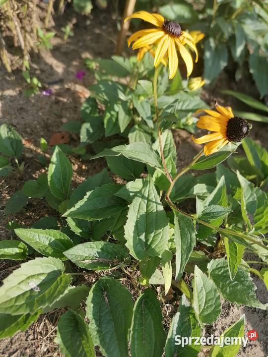 Rudbekia błyskotliwa mrozoodporna roślina do Rabatowe Łódź