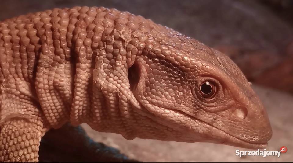 Waran z terrarium Gady i płazy Wałbrzych sprzedam