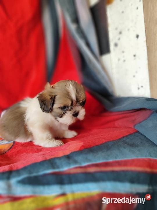Shih tzu