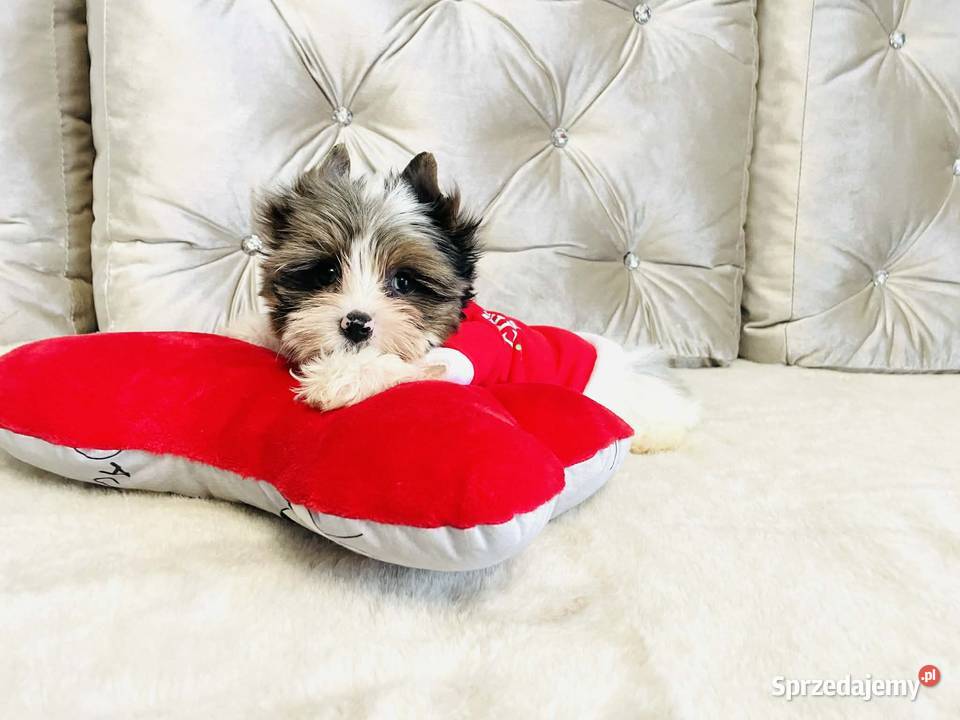 York nie Biewer taki do Kochania i Namysłów