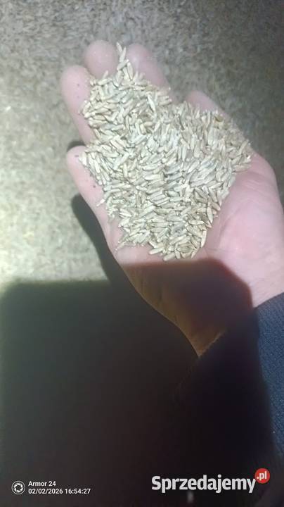 Owies żyto jeczmień jare Dębów