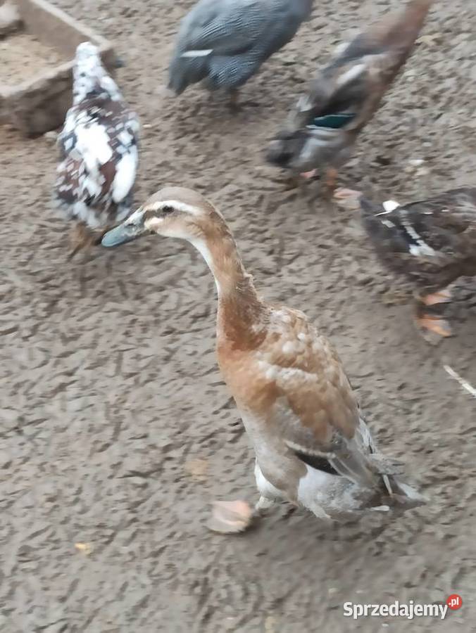 Kaczki biegusy biegusy indyjskie