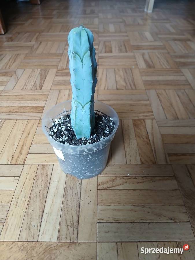 Myrtillocactus geometrizans niebieski kaktus Kaktusy i sukulenty Rośliny domowe śląskie