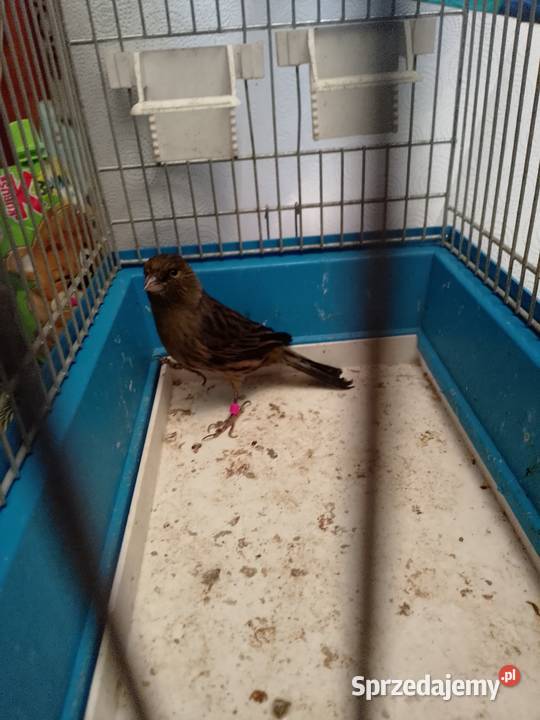 Kanarek czarny sprzedam Siepraw