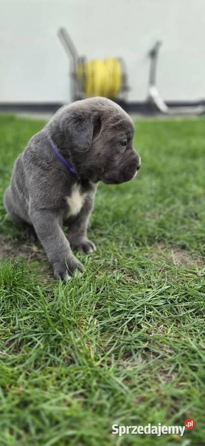 Szczenięta Cane Corso rodowodowe Bychawa