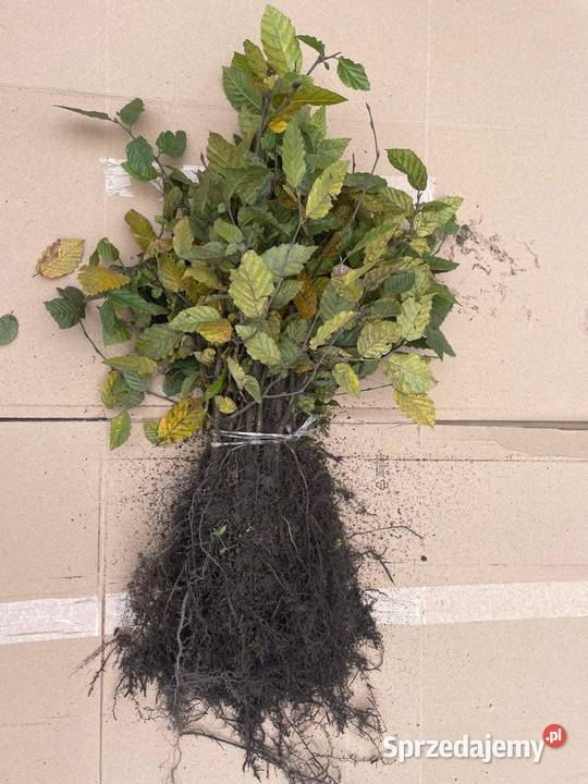 Grab Pospolity sadzonki 2040 10060 Kielce sprzedam