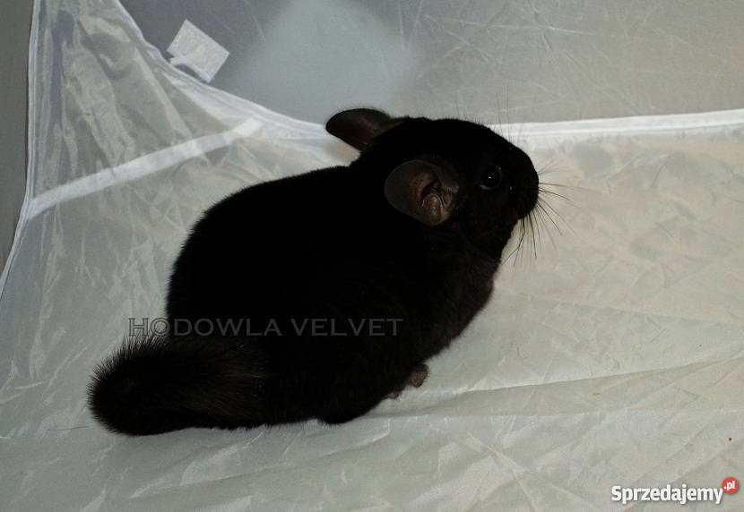 Szynszyla Szynszyl Czarny Ebony Dark Samiec Perzyce