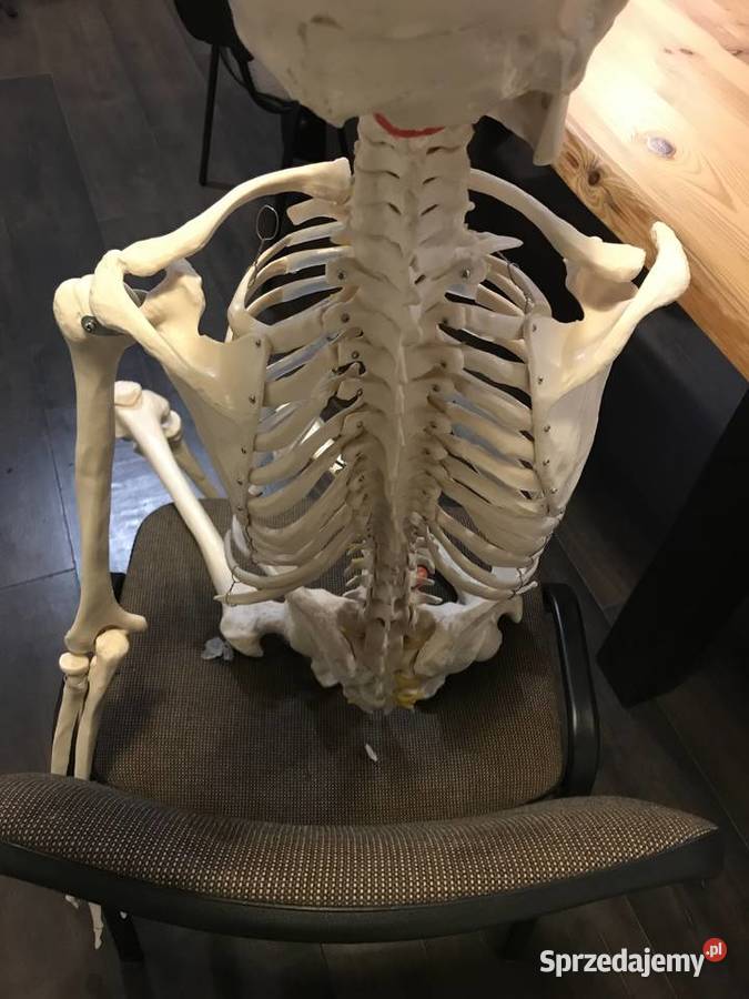 Szkielet anatomia model budowa ciała Kraków