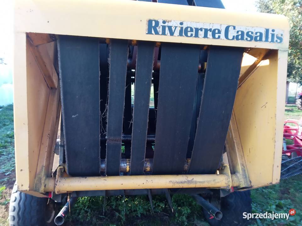 Sprzedam prase Rivieere Casalis RC121 Lipno sprzedam