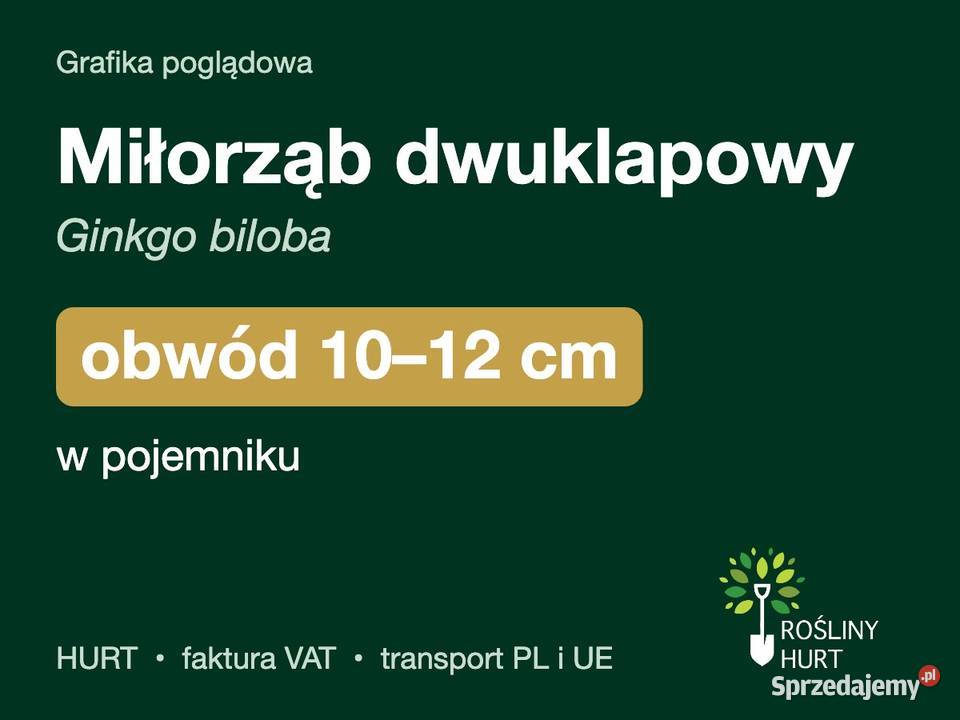 Miłorząb dwuklapowy Ginkgo biloba obwód 1012 w