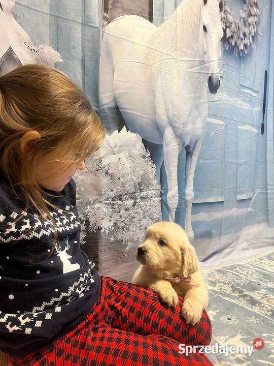Golden Retriever Śliczna Suczka poch Australia Katowice sprzedam
