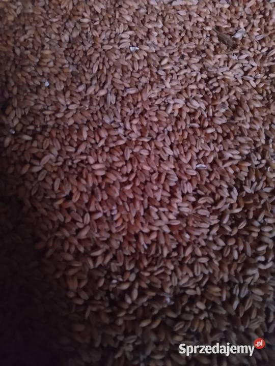 Pszenżyto ozime ładne czyste ziarno warmińsko-mazurskie sprzedam