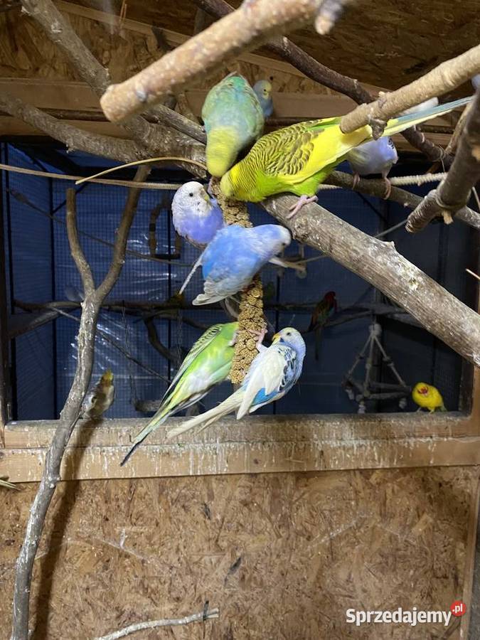 Sprzedam papugi faliste i nimfy lubelskie Krasnystaw sprzedam
