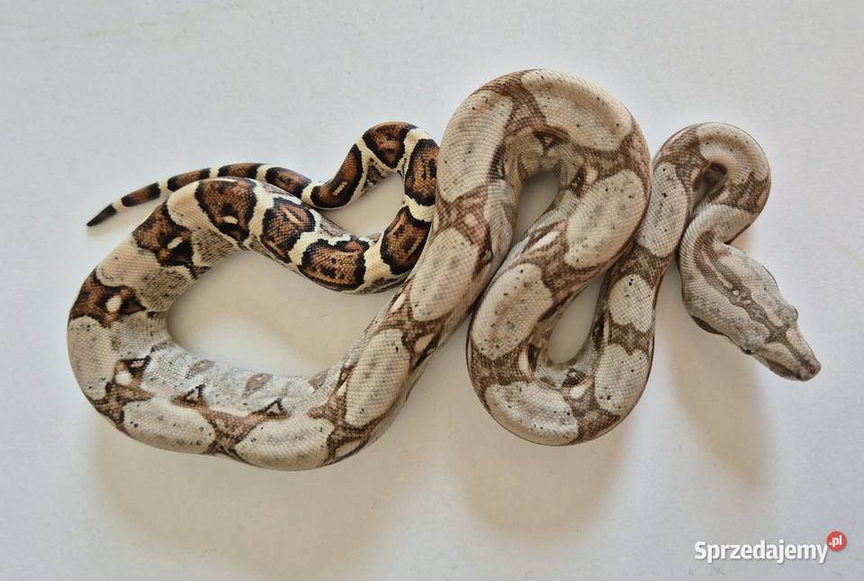 13 boa cesarski cb25 samiec Chrzanów