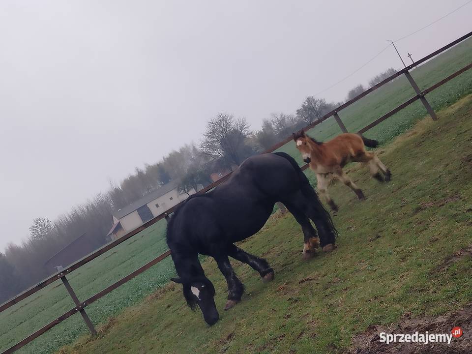 Likwidacja chodowli całość Cyców