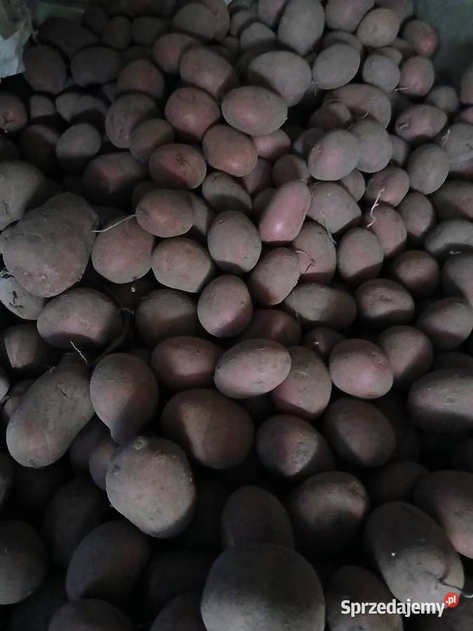 ziemniaki baltic rose małopolskie Wieliczka