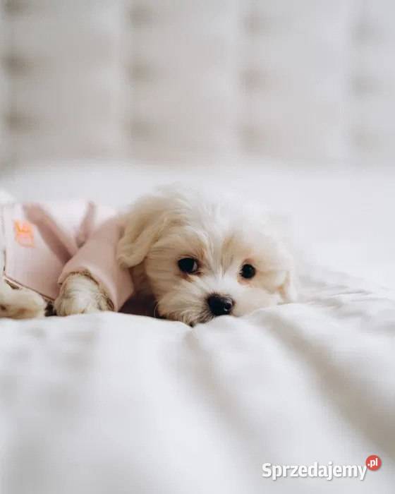 Śnieżnobiała suczka rasy maltańczyk Warszawa