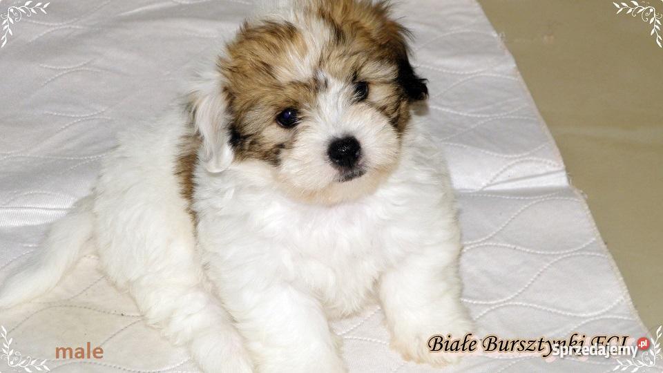 Coton de Tulear szczeniaczki Championach Gdańsk