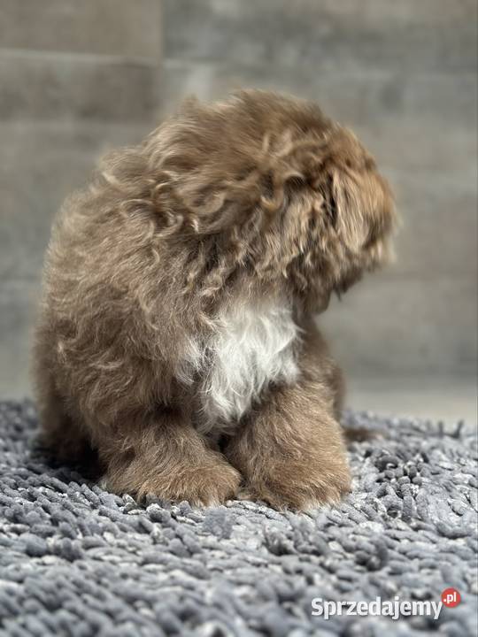 Shih Tzu piesek Monti Kościelec