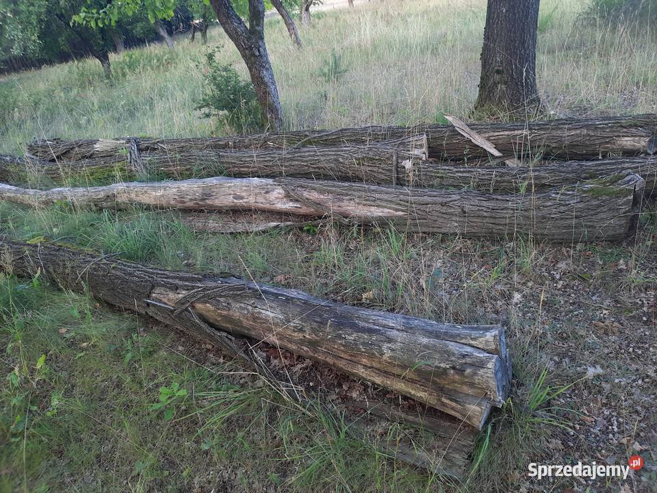 Akacja 2 lata leżakuje2 12 mb 2 9mb fi 5035 2 Damiany