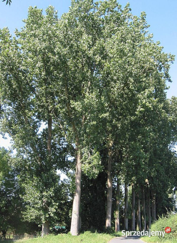 TOPOLA SZARA Populus canescens NASIONA 700000 Lubanie