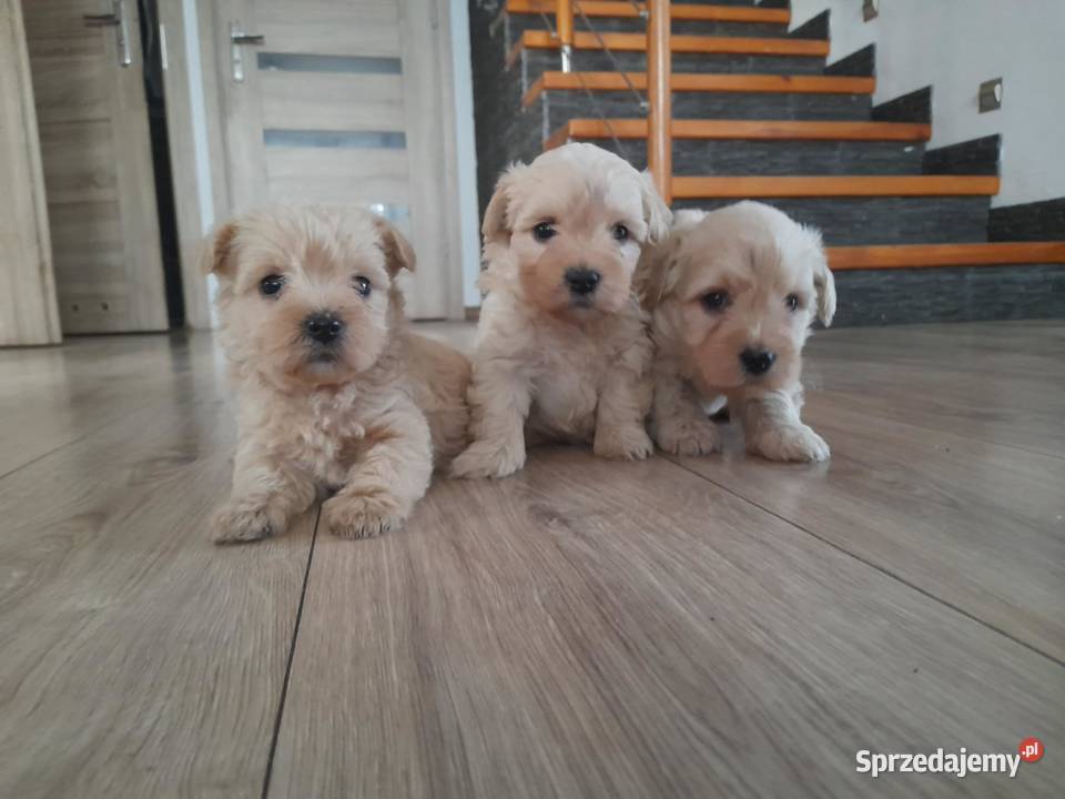 Westiipoo Pudel toy Proszowice