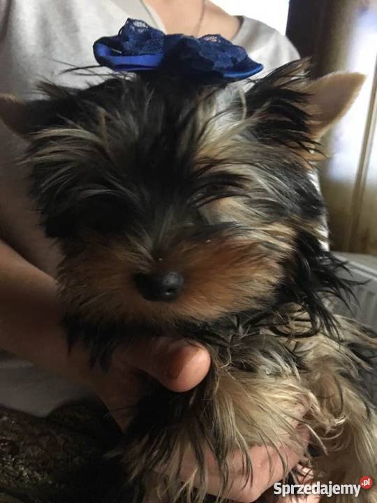 Szczenięta Yorkshire Terrier z rodowodem FCIZKwP Psy
