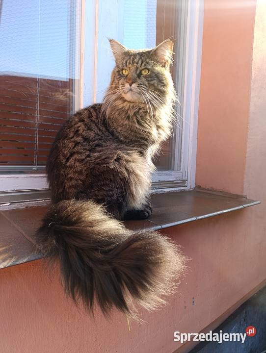 Maine coon Maine Coon Krasnystaw
