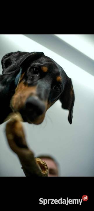 15 roczny doberman samiec Doberman Szczecin